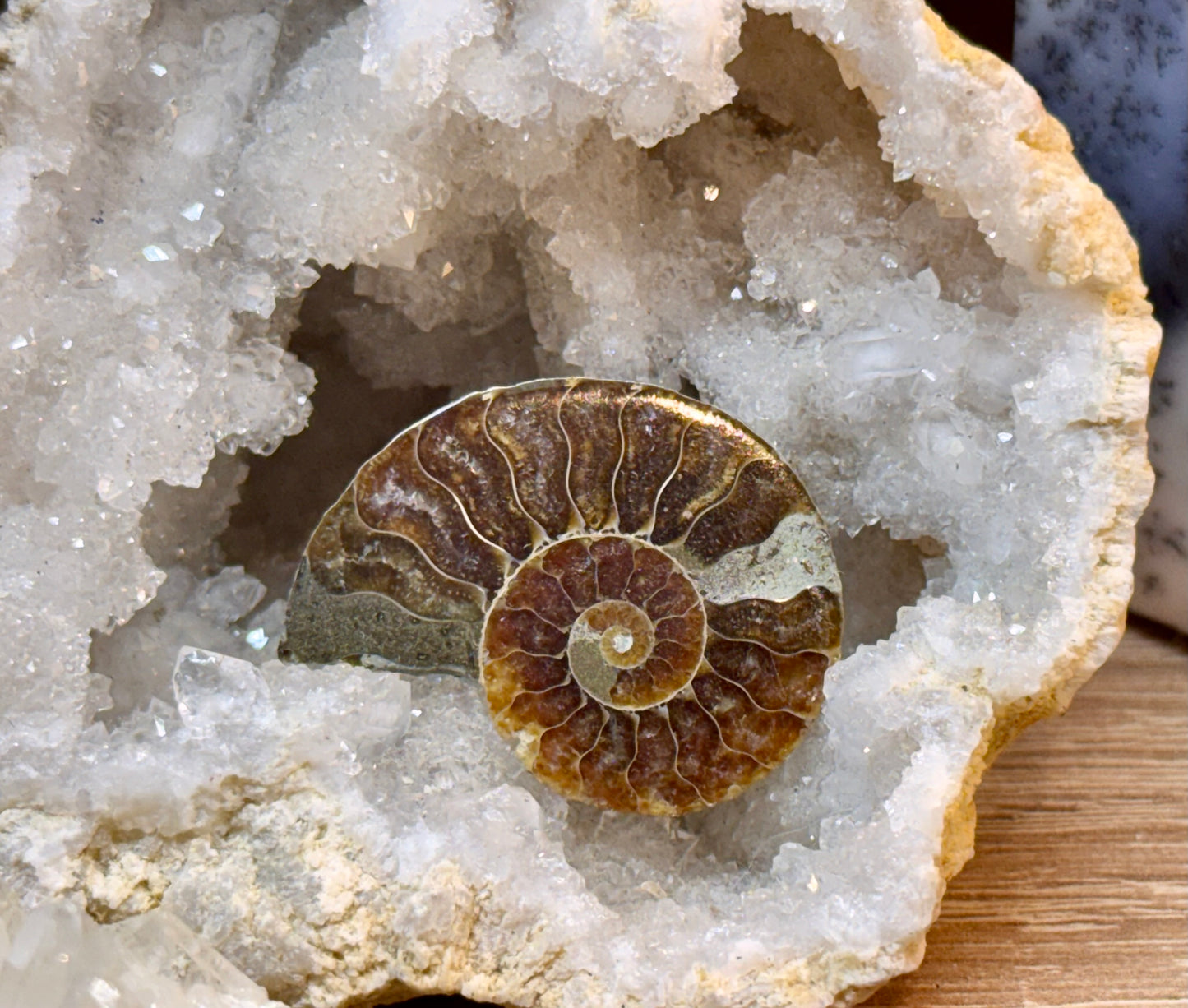 Ammonite fossile opalisée