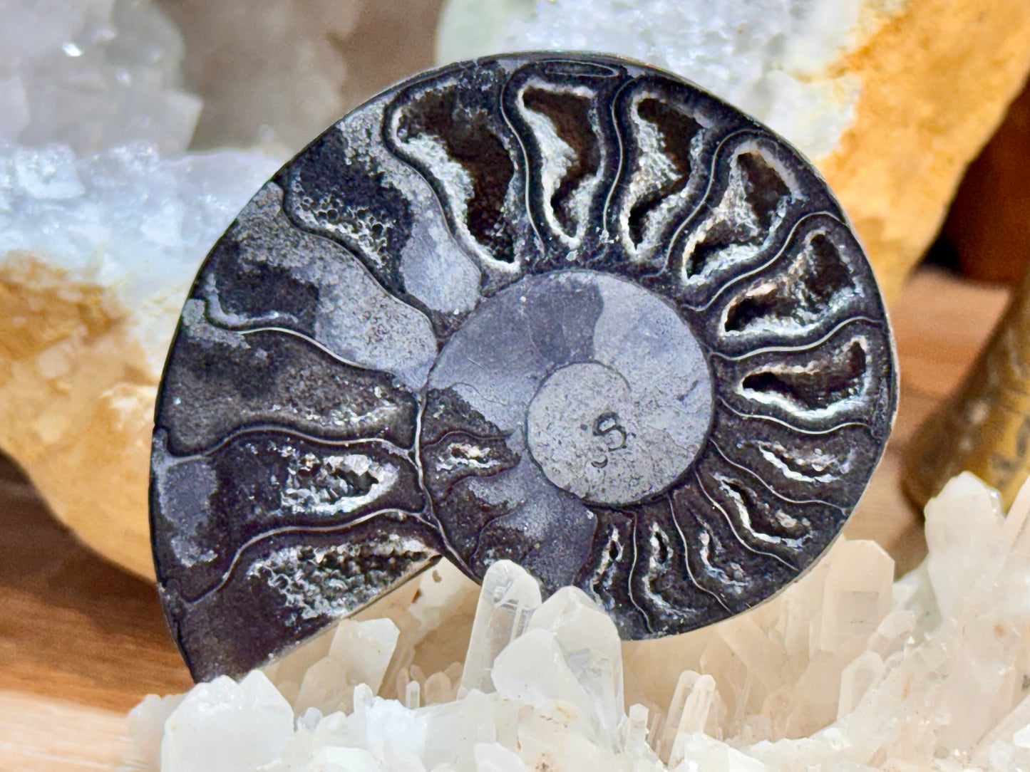 Paire d’ammonite noire fossilisée cristallisée 1