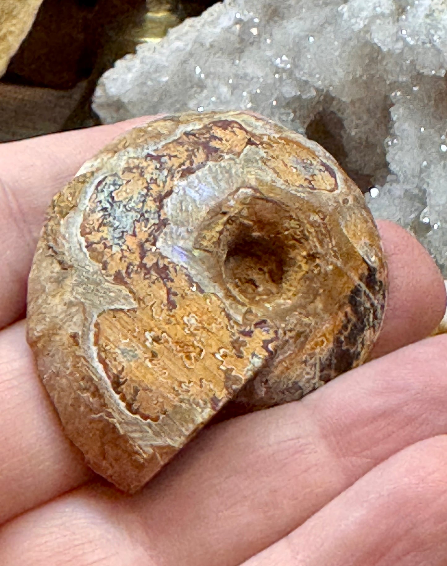 Ammonite fossile opalisée