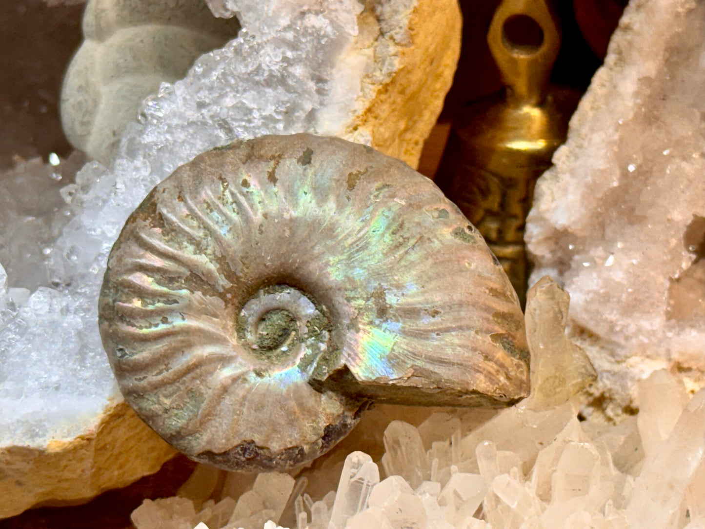 Ammonite opalisée entière