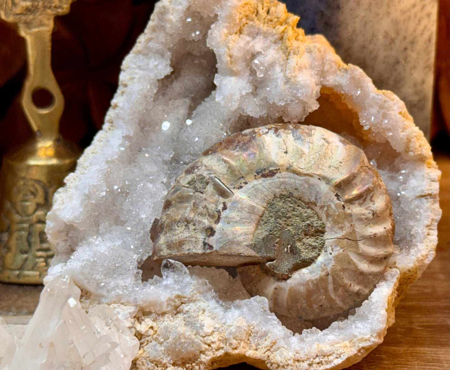 Ammonite fossile opalisée