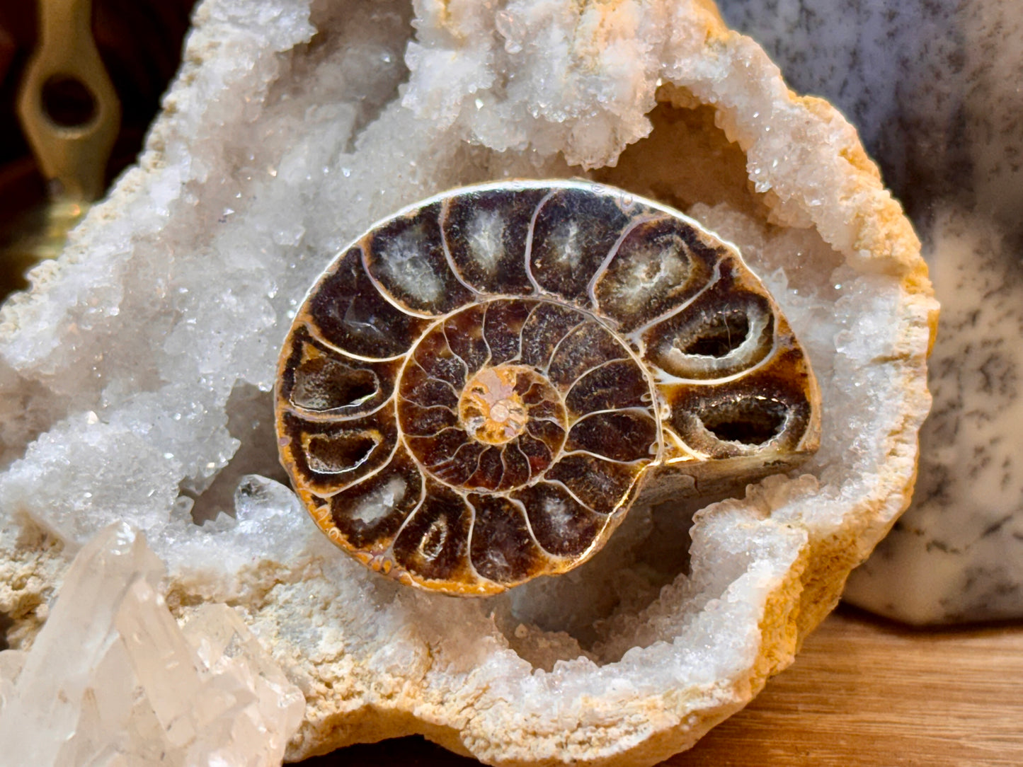 Ammonite fossile opalisée