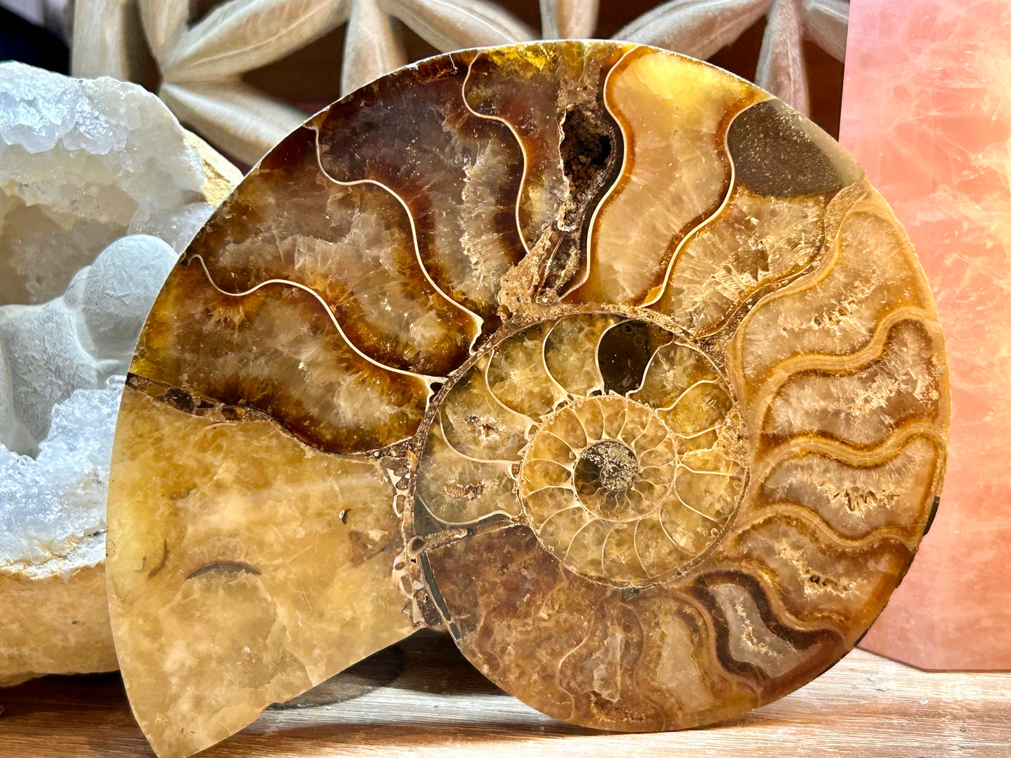 Coquillage d’ammonite opalisée - 3