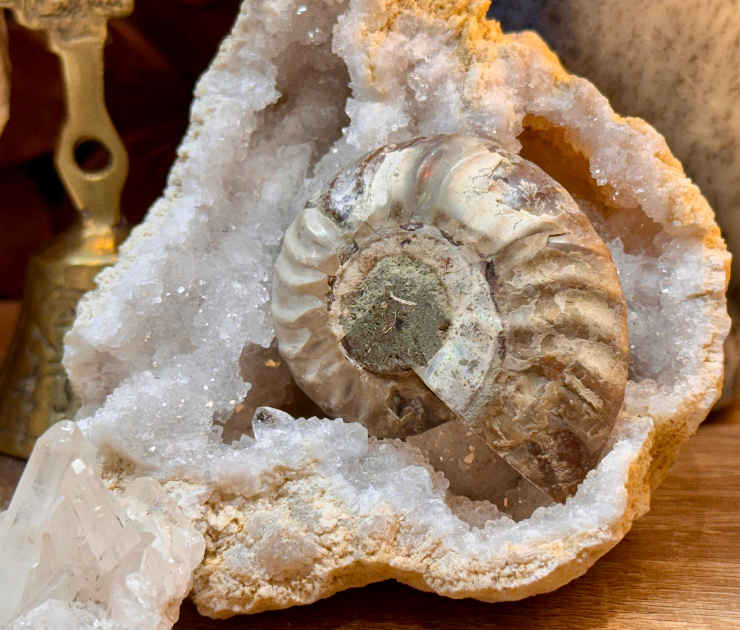 Ammonite fossile opalisée