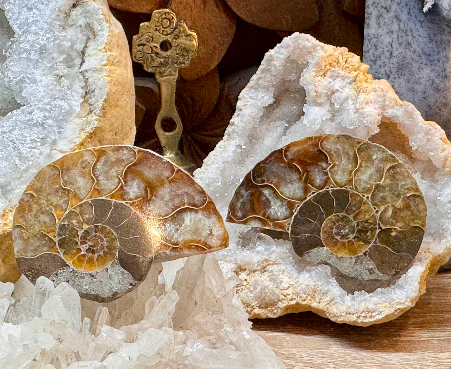 Ammonite fossile opalisée