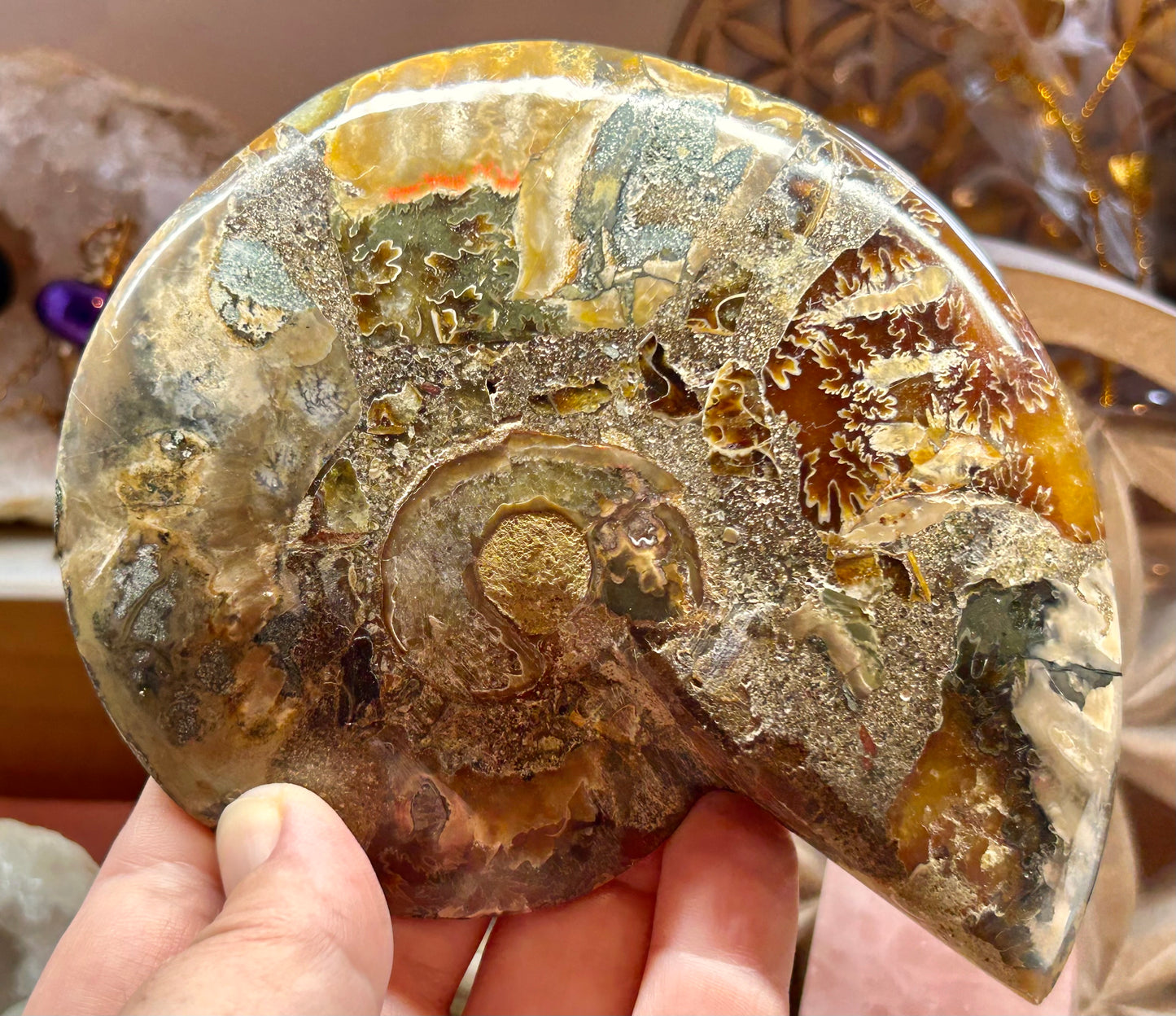 Coquillage d’ammonite opalisée 1