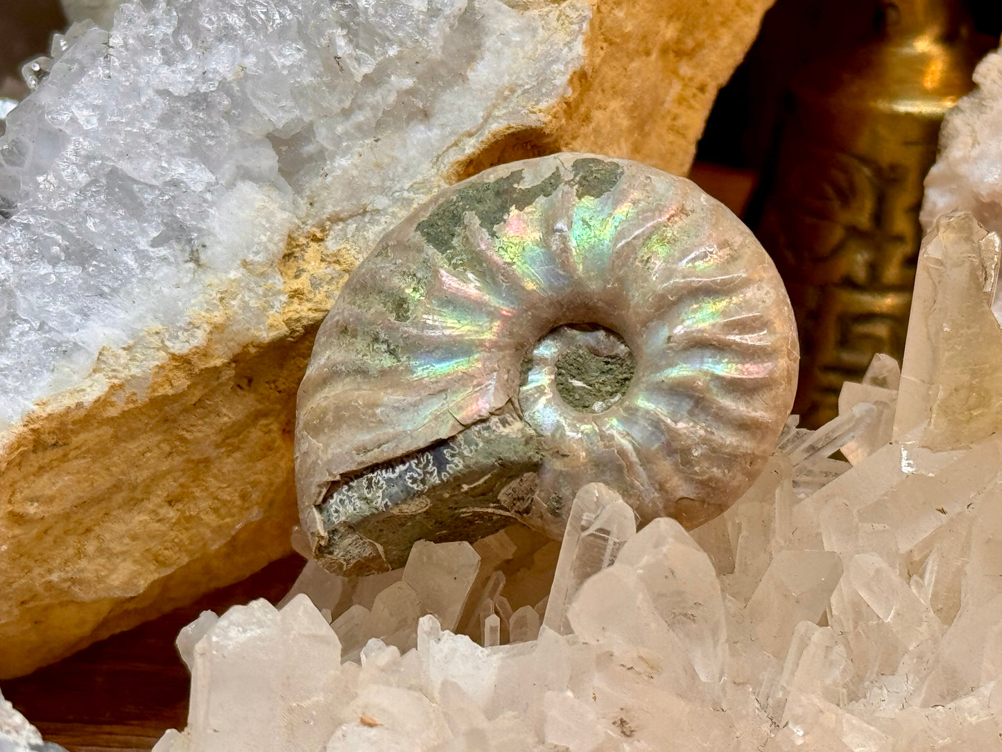 Ammonite opalisée entière