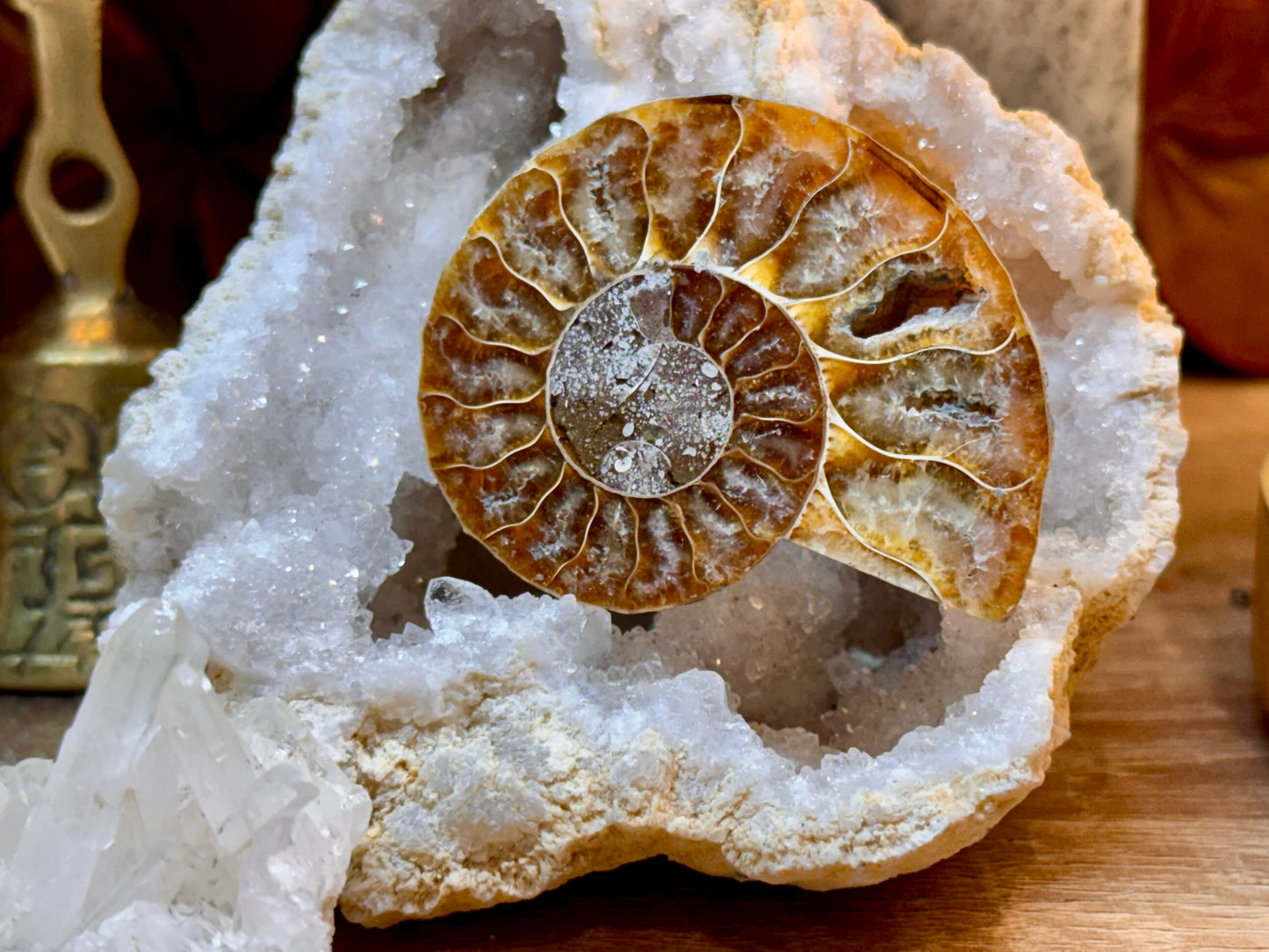 Ammonite fossile opalisée