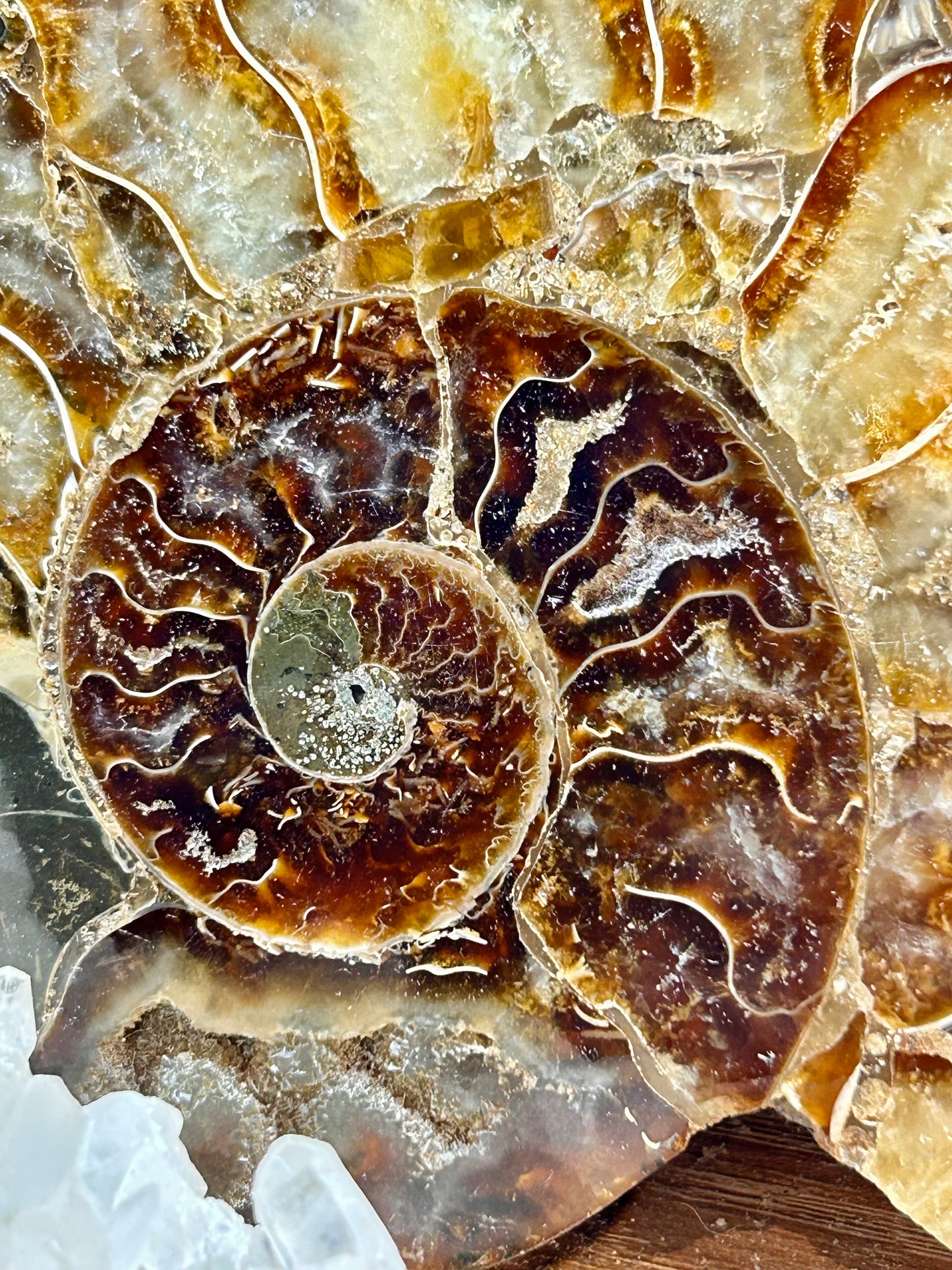 Coquillage d’ammonite opalisée - 2