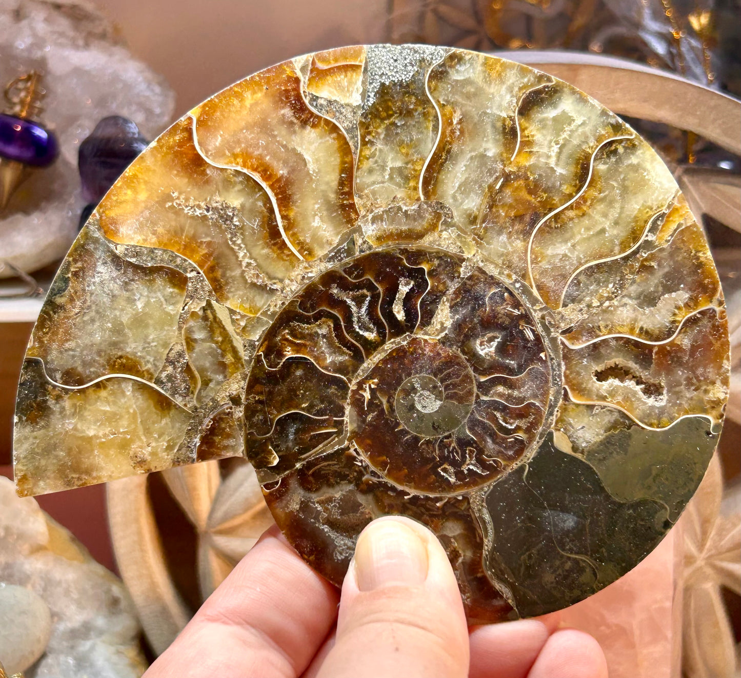 Coquillage d’ammonite opalisée 1