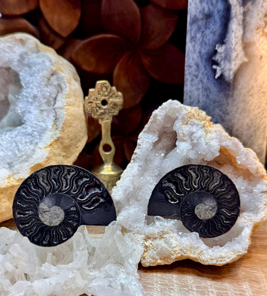 Ammonite fossilisée noire