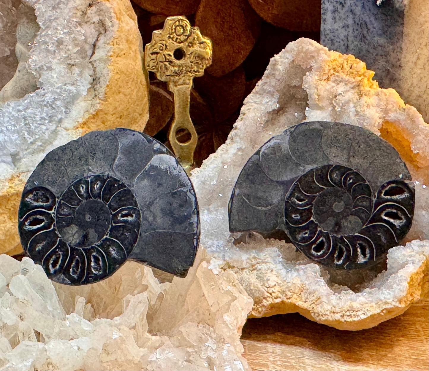 Ammonite fossilisée noire