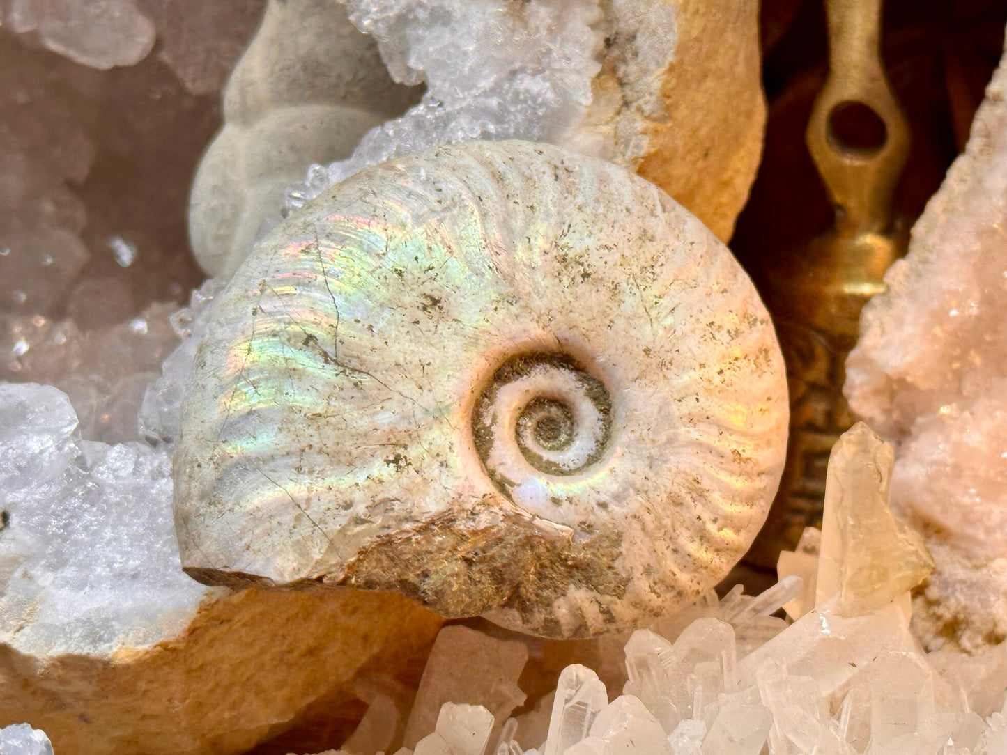 Ammonite opalisée entière