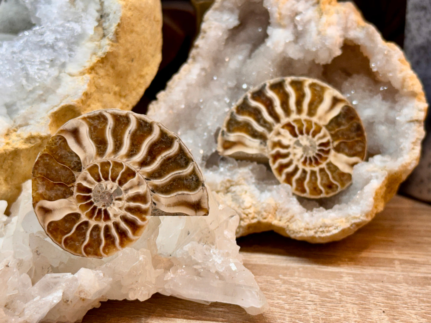 Ammonite fossile opalisée