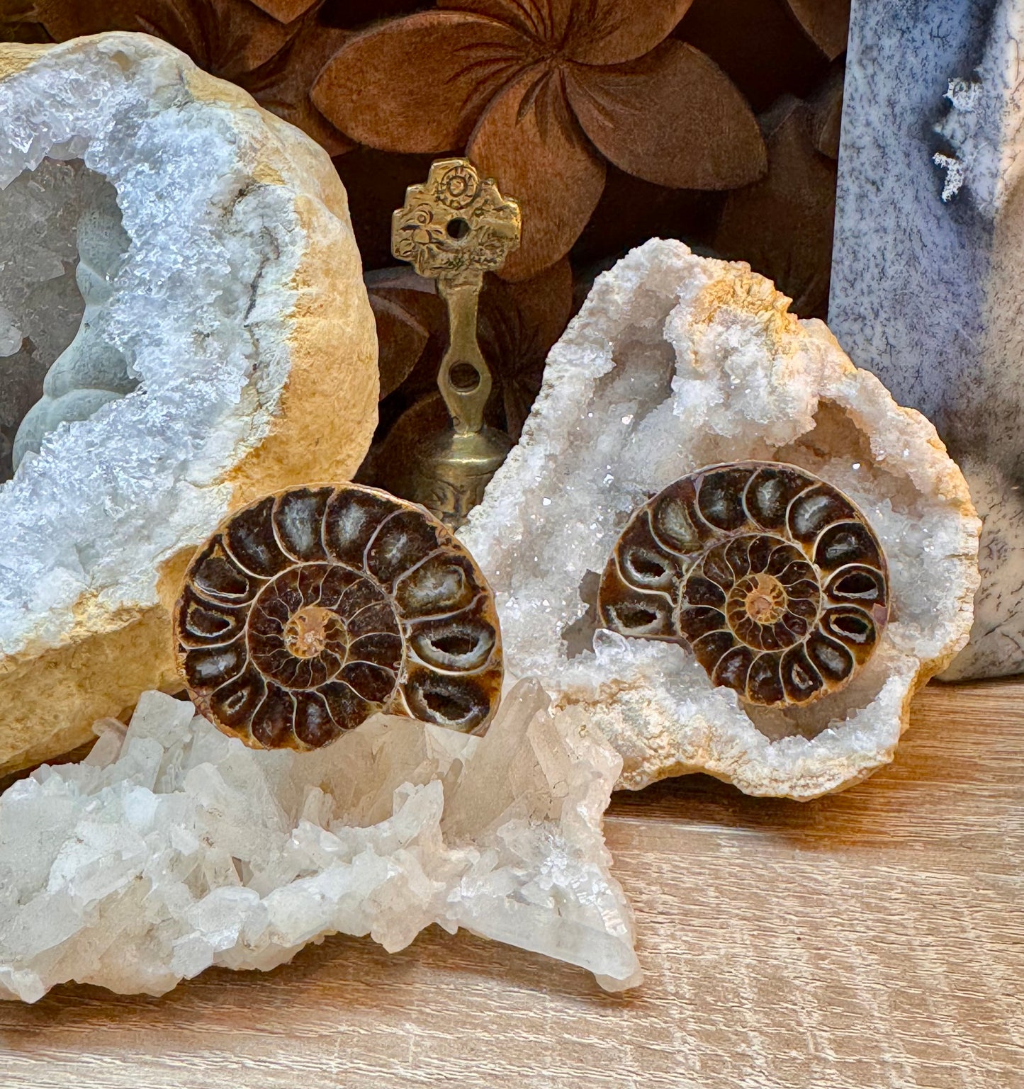 Ammonite fossile opalisée