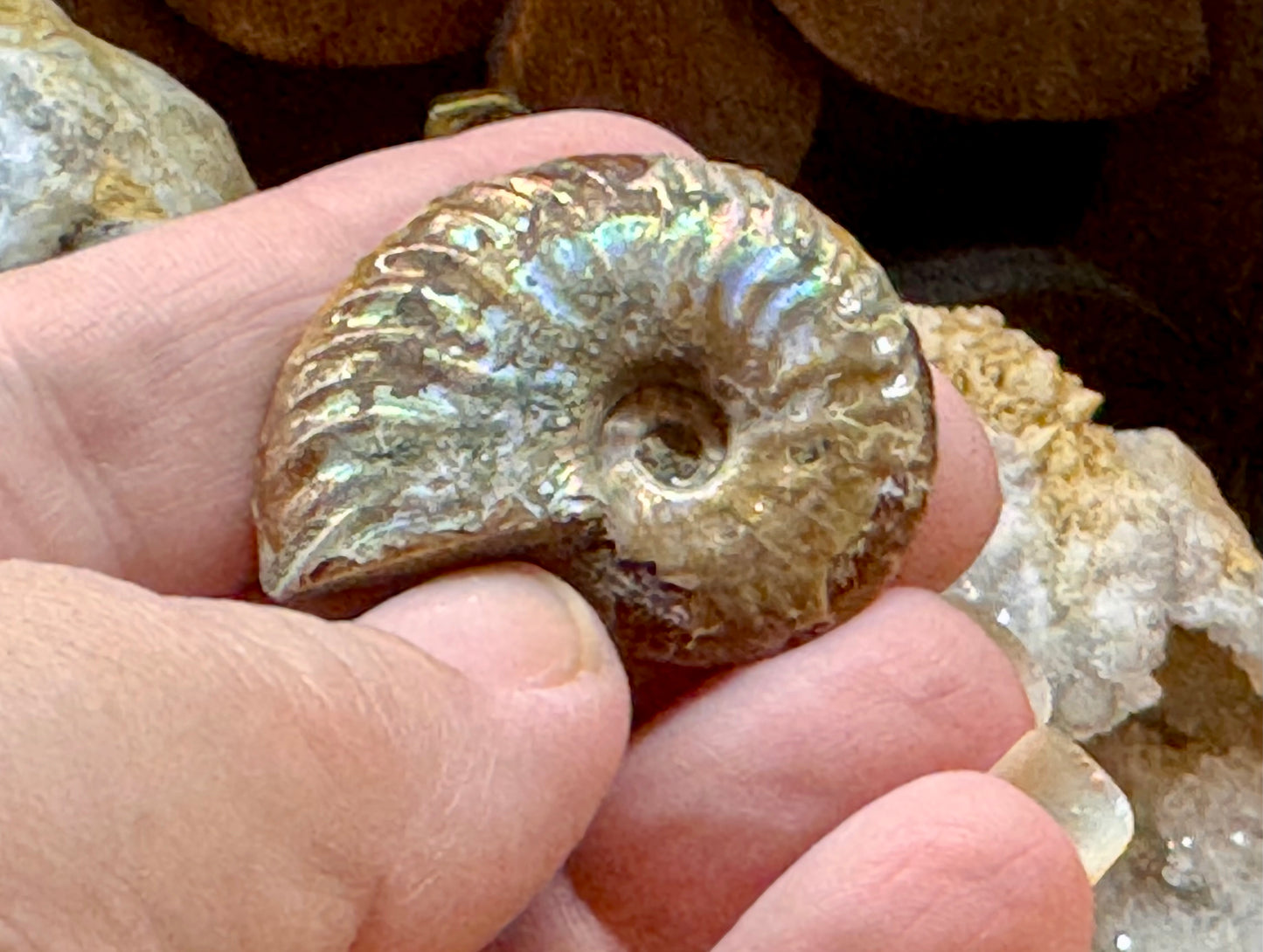 Ammonite fossile opalisée