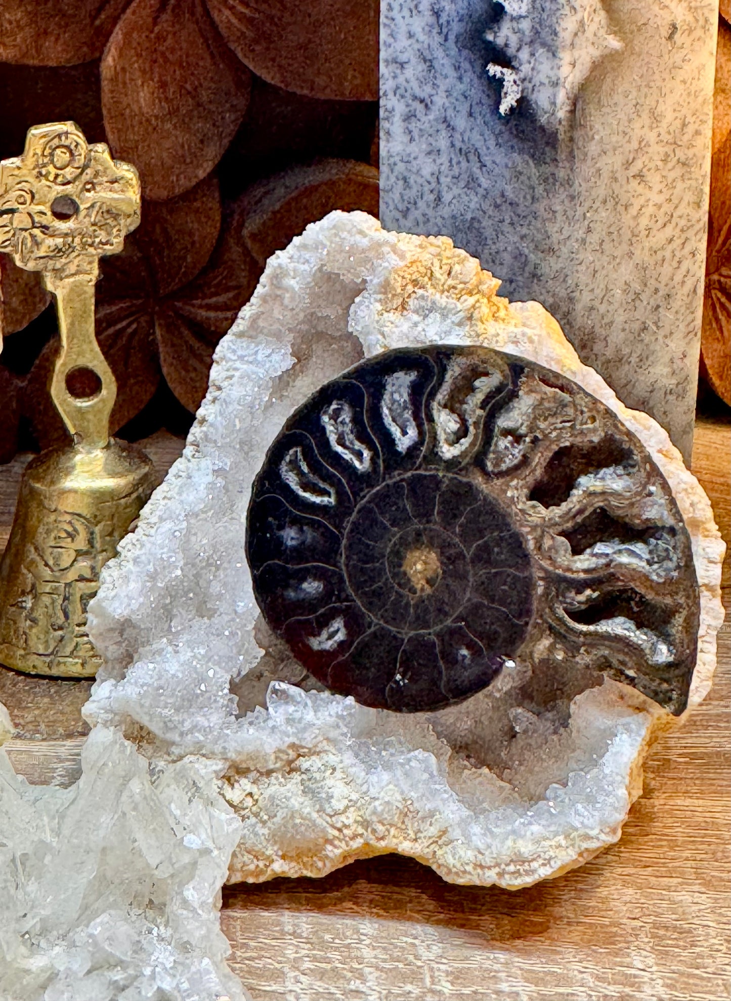 Ammonite fossilisée noire