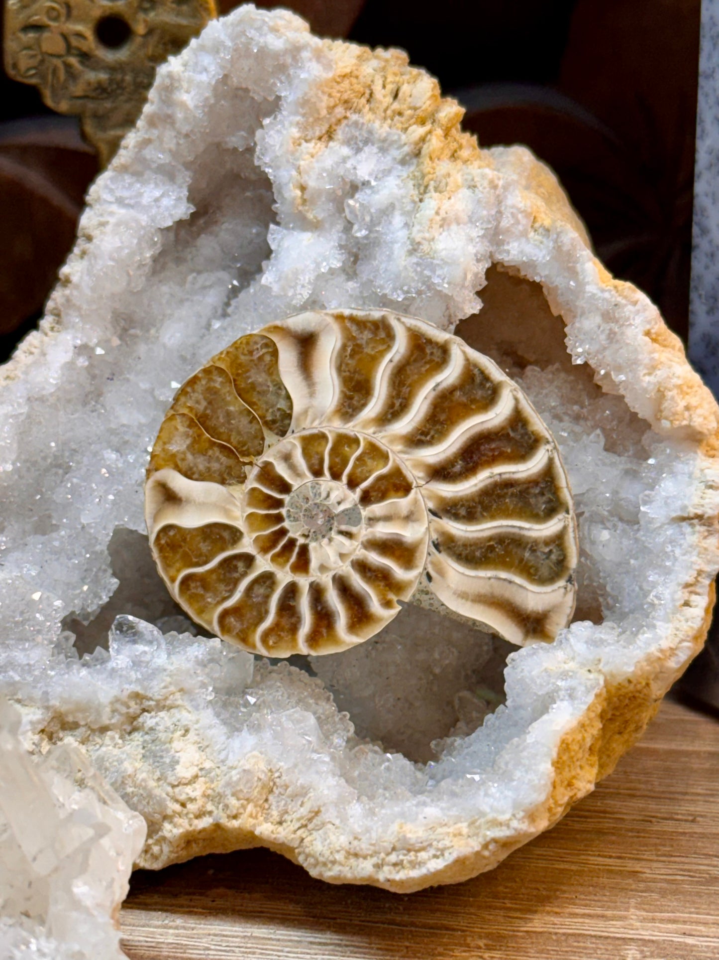 Ammonite fossile opalisée