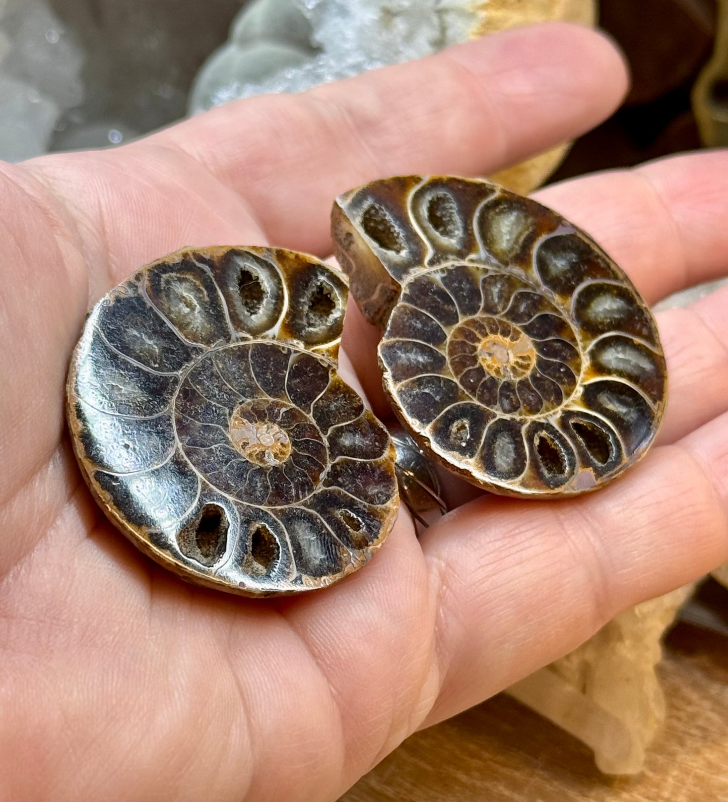 Ammonite fossile opalisée