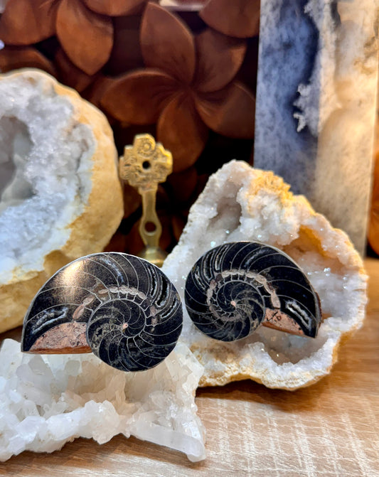 Ammonite fossilisée noire