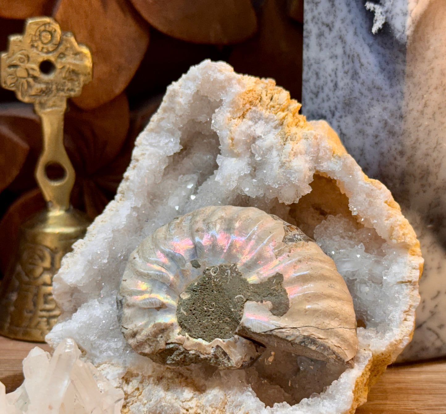 Ammonite fossile opalisée