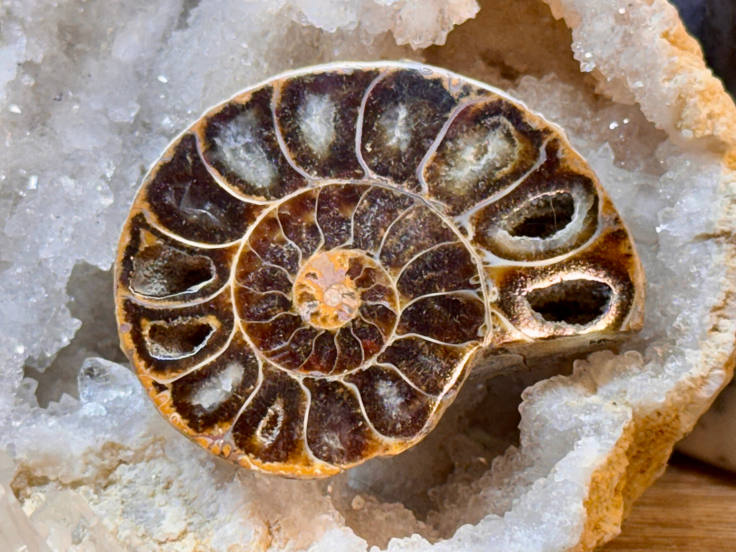 Ammonite fossile opalisée