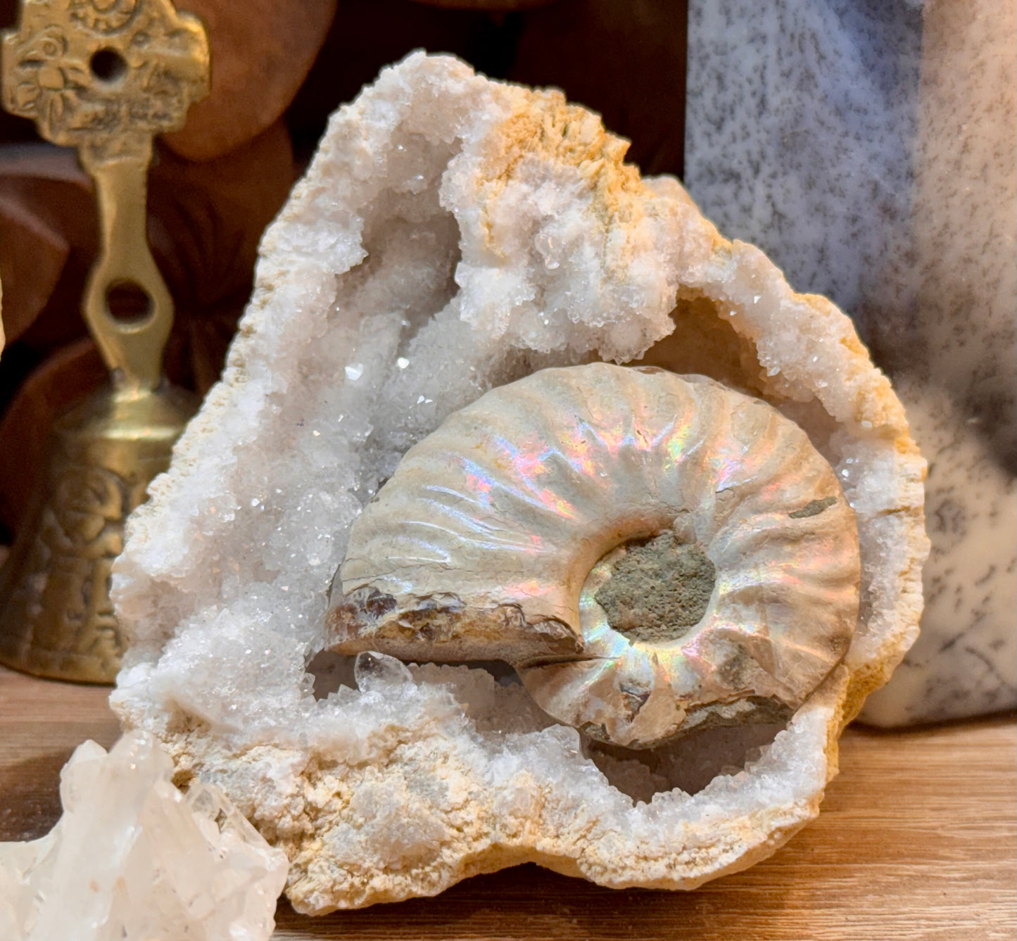 Ammonite fossile opalisée