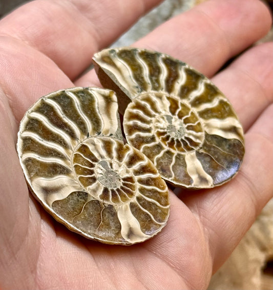 Ammonite fossile opalisée