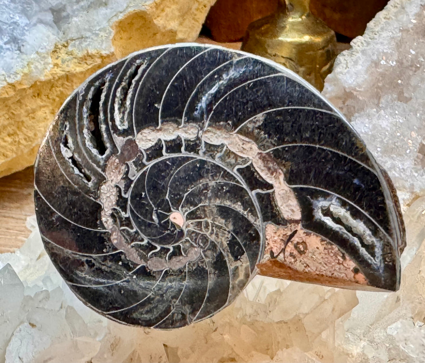 Ammonite fossilisée noire