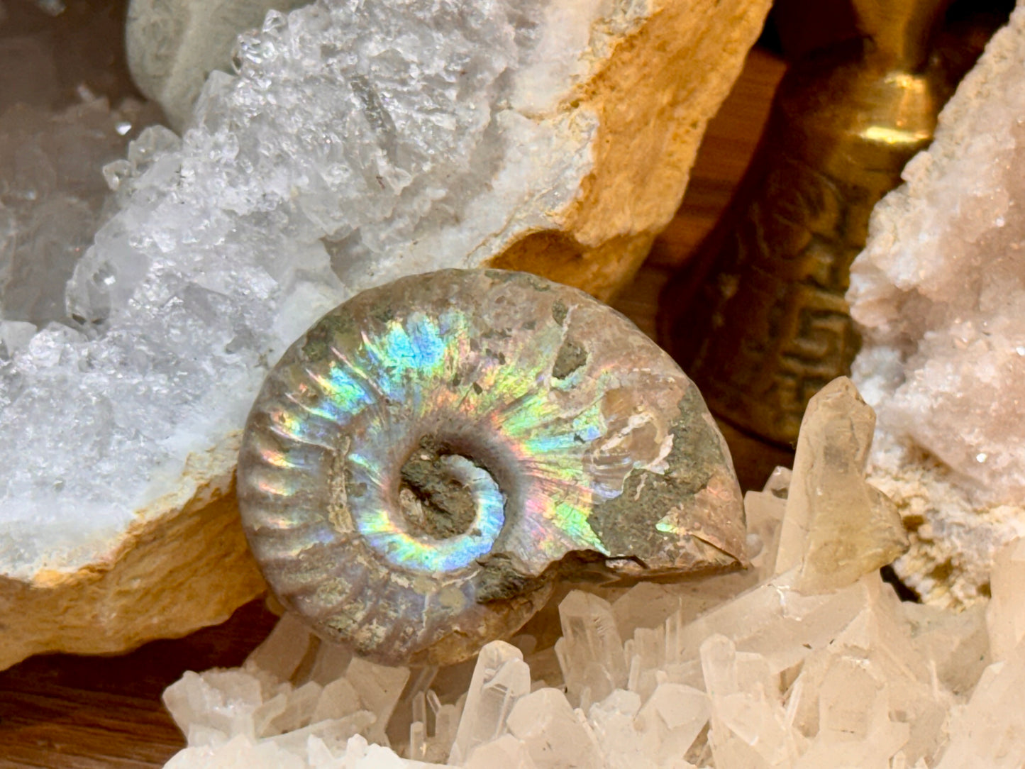 Ammonite opalisée entière