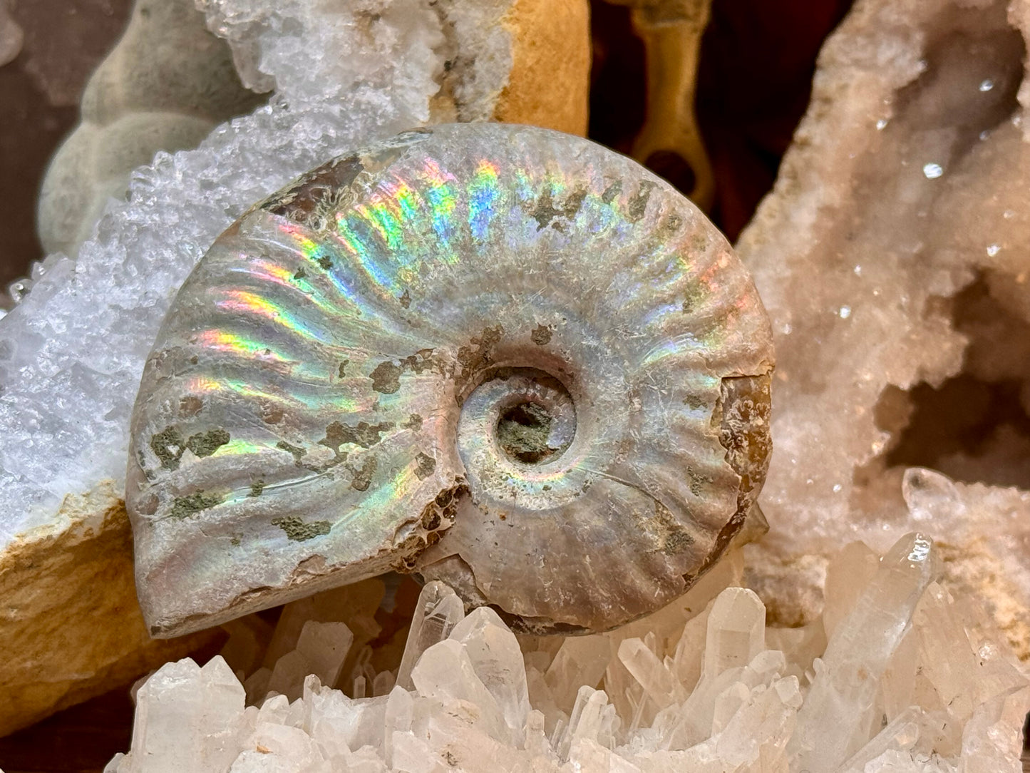 Ammonite opalisée entière