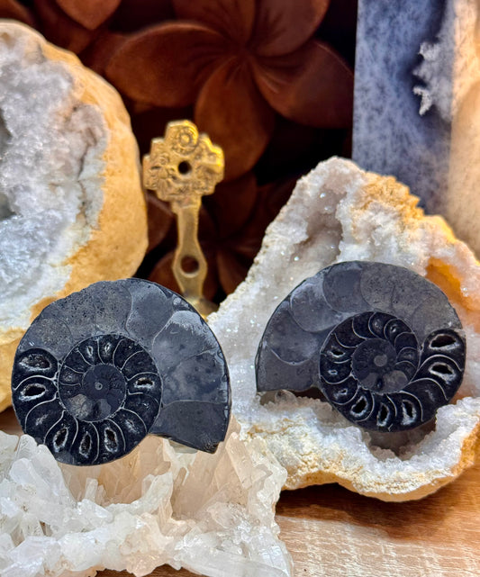 Ammonite fossilisée noire