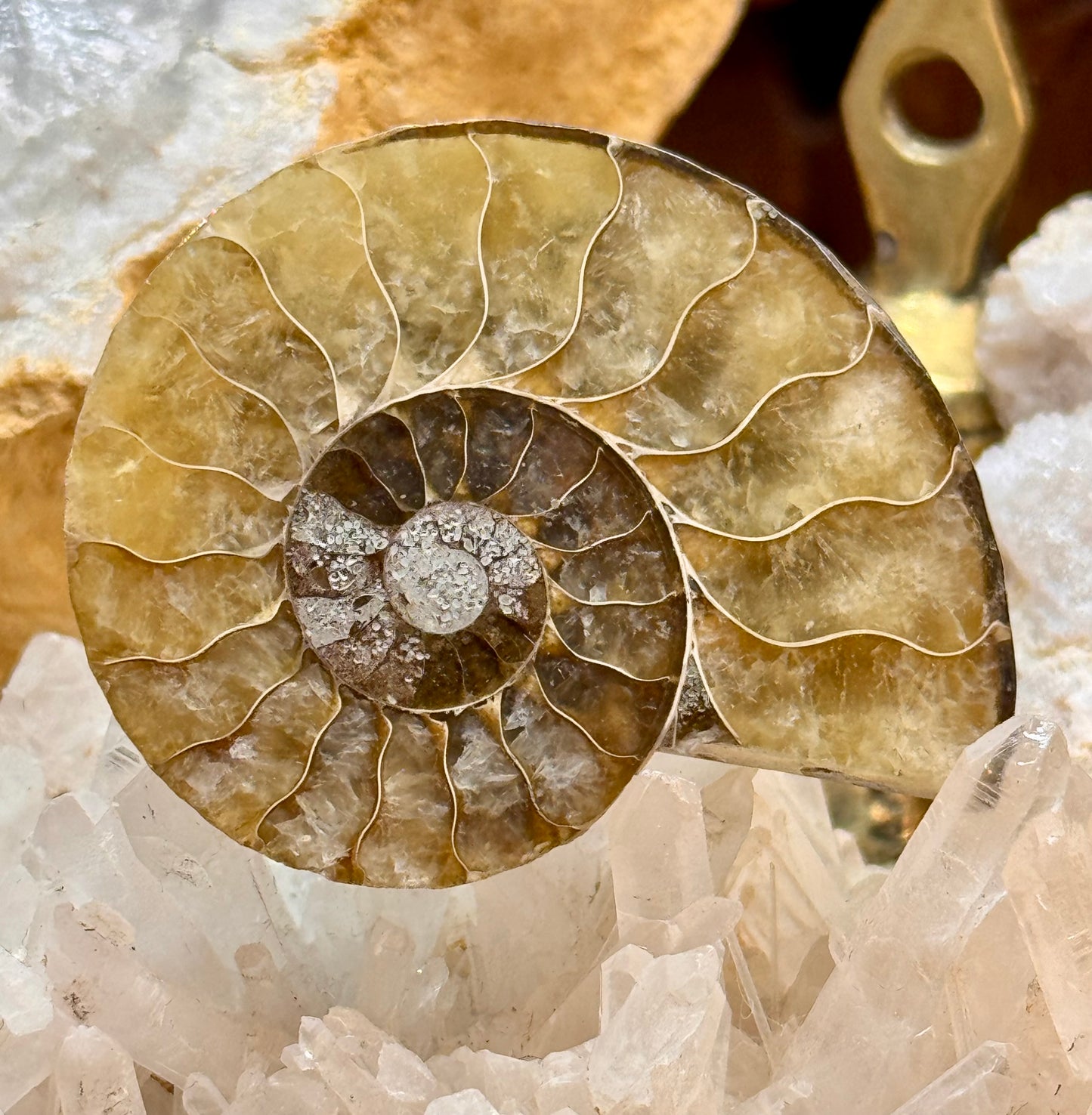 Ammonite fossile opalisée